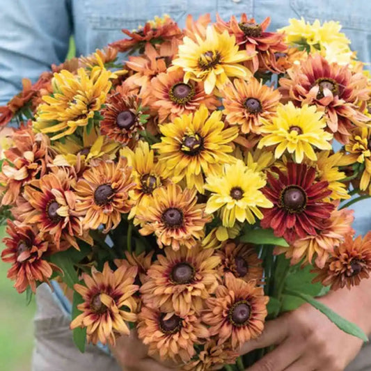 Rudbeckia Seeds - Sahara Mix