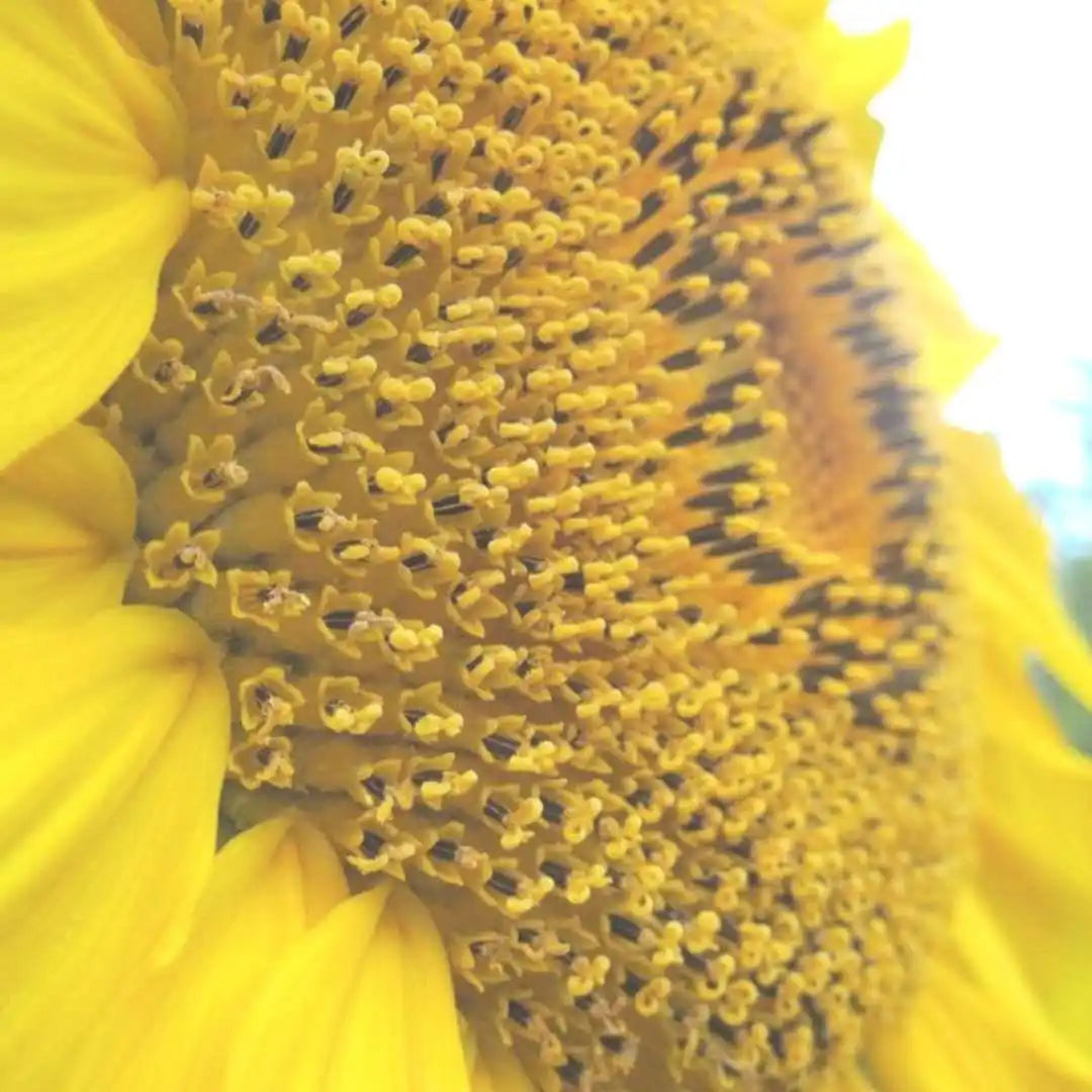 Sunflower Seeds - Mammoth Grey Stripe