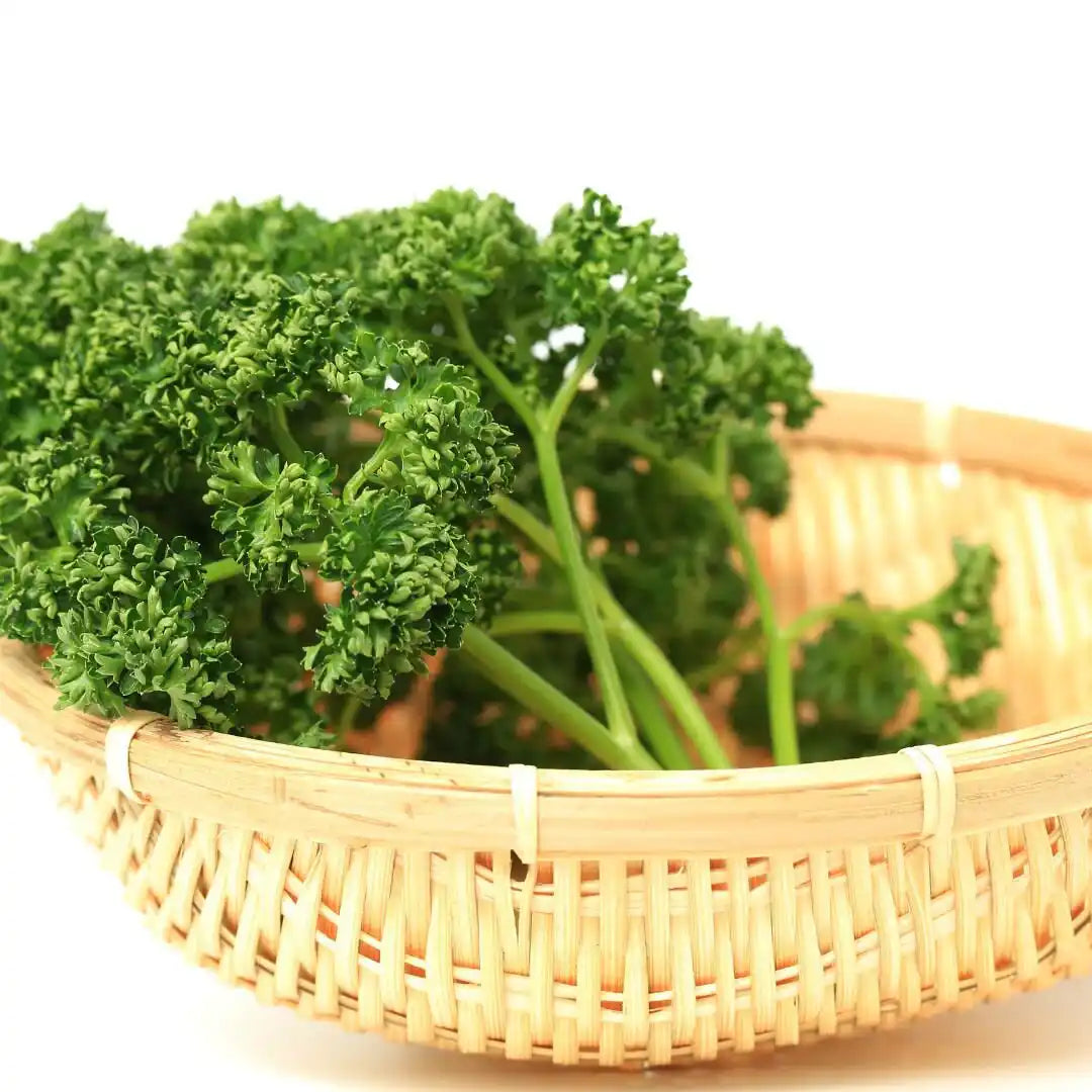 Parsley - Curly Forest Green