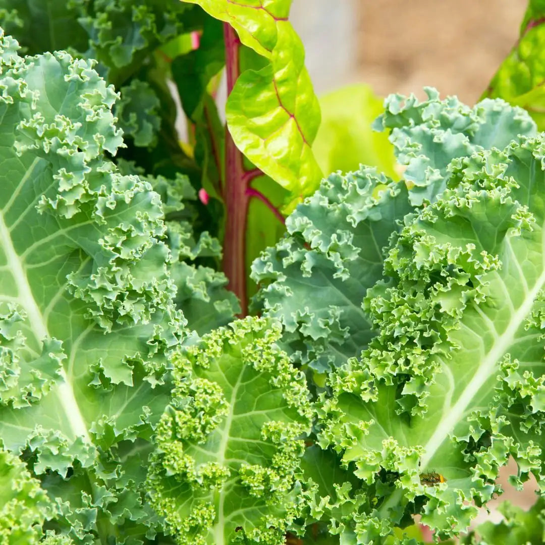 Dwarf Green Curled Kale - Circle Farms seeds