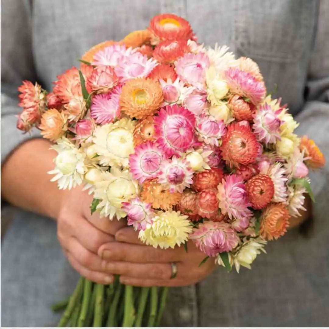 Strawflower Seeds - Seashells Mix