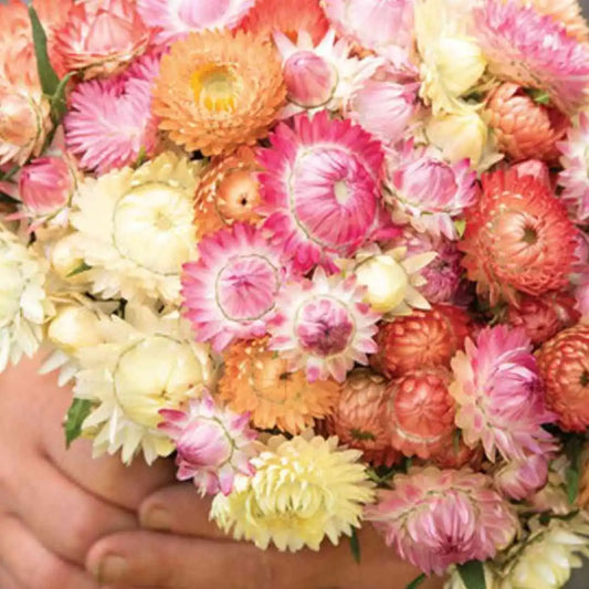 Strawflower Seeds - Seashells Mix