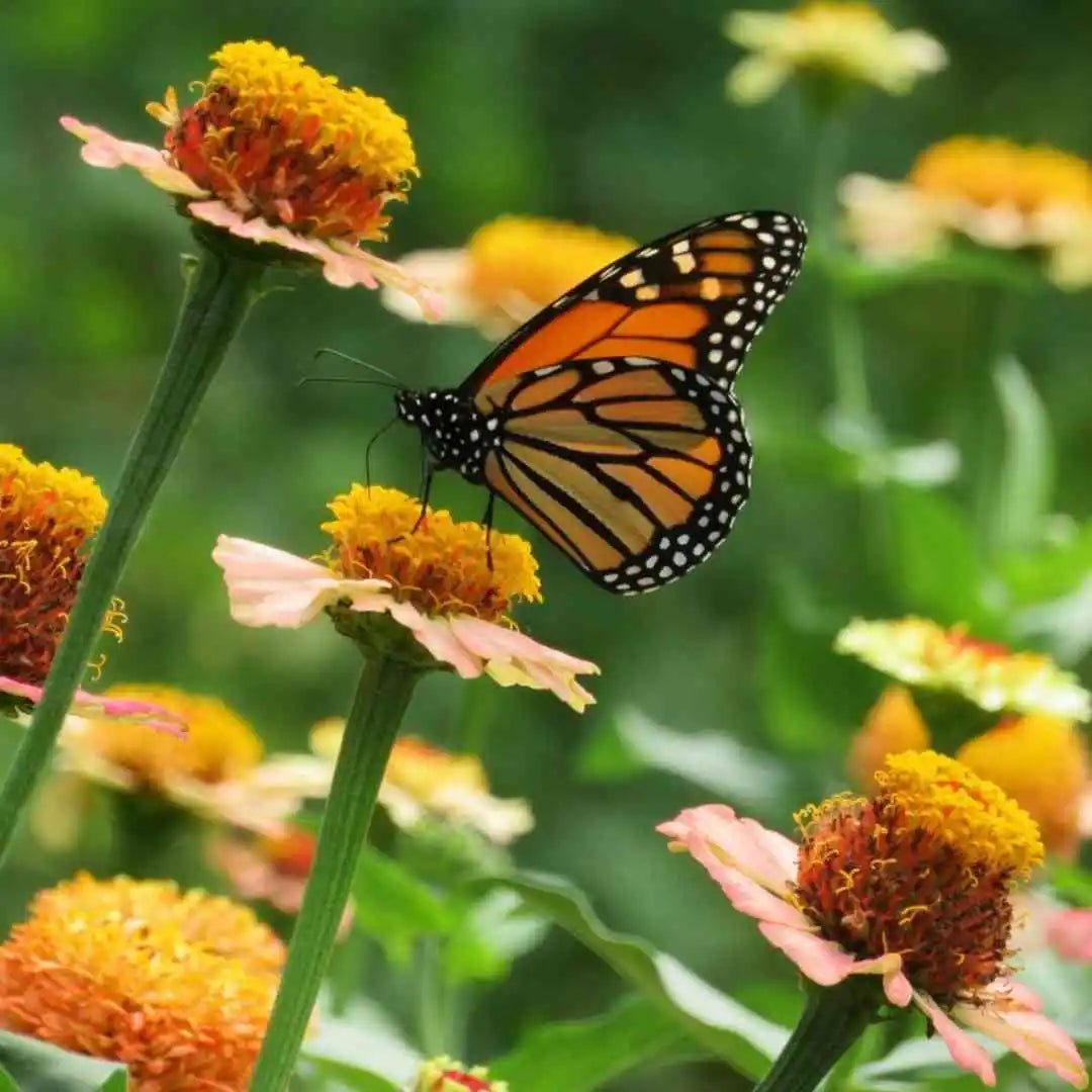 Zinnia Seeds - Zinderella Peach