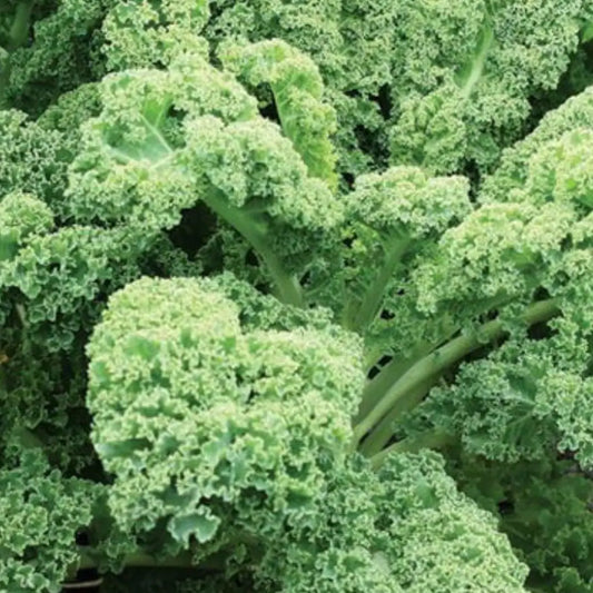 Dwarf Green Curled Kale - Circle Farms seeds