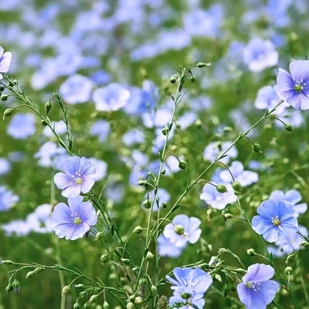 Blue Flax Flower - Circle Farms seeds