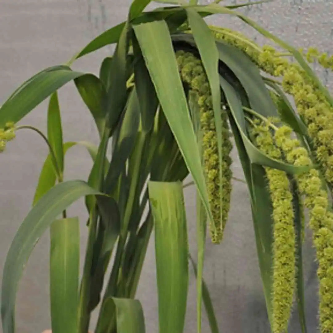 Ornamental Grass - Millet - Lime