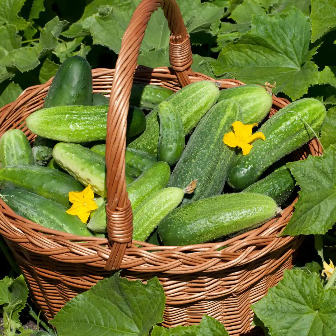 Cucumber - Spacemaster (Compact)