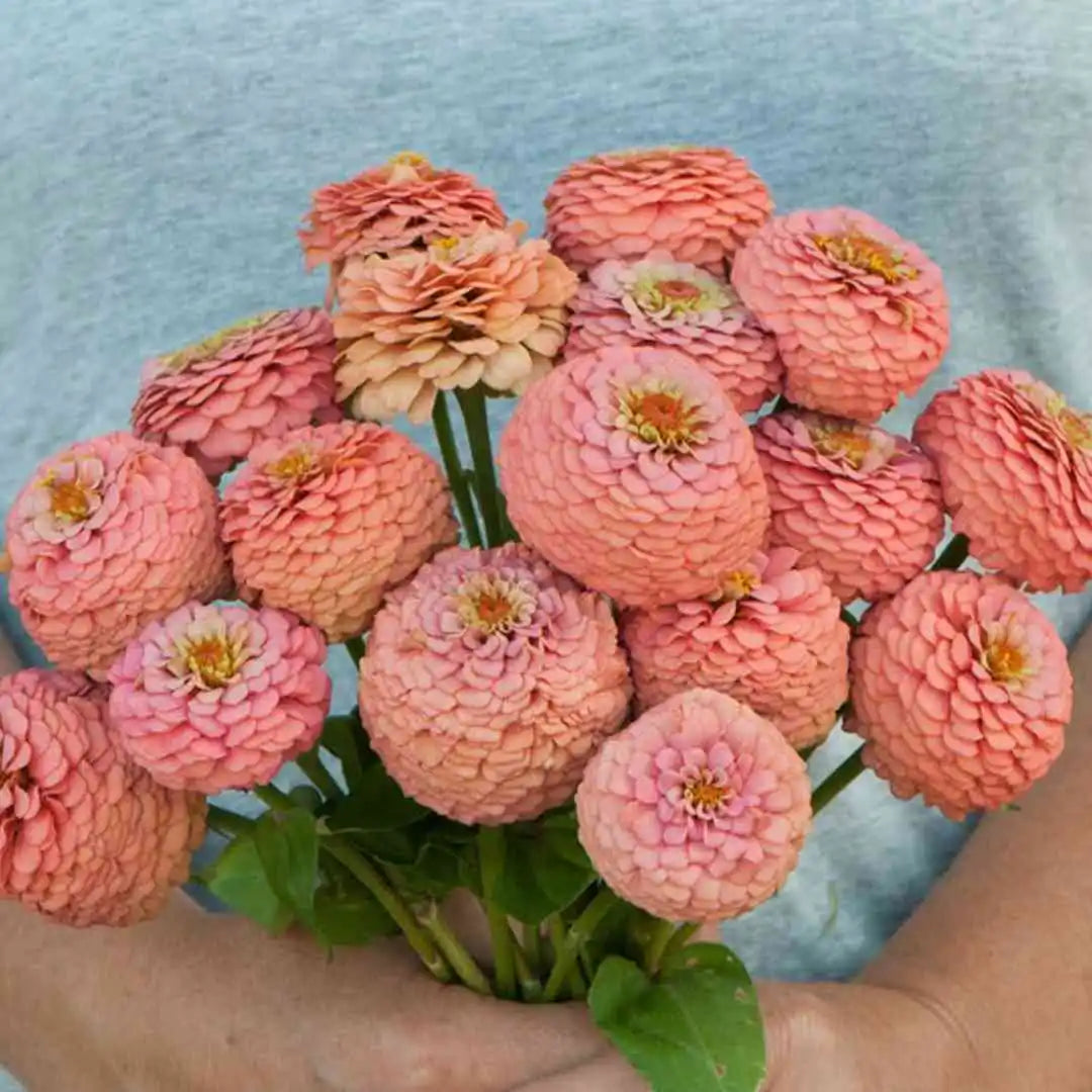 Zinnia Seeds - Oklahoma Salmon
