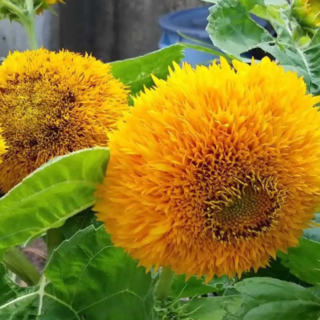 Sunflower Seeds - Teddy Bear Dwarf