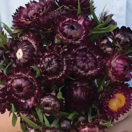 Strawflower Seeds - Deep Purple Red