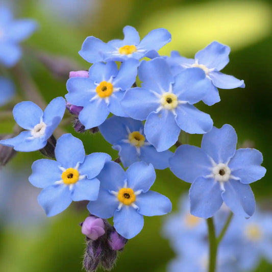 Forget Me Not Seeds - (Myosotis Alpestris)