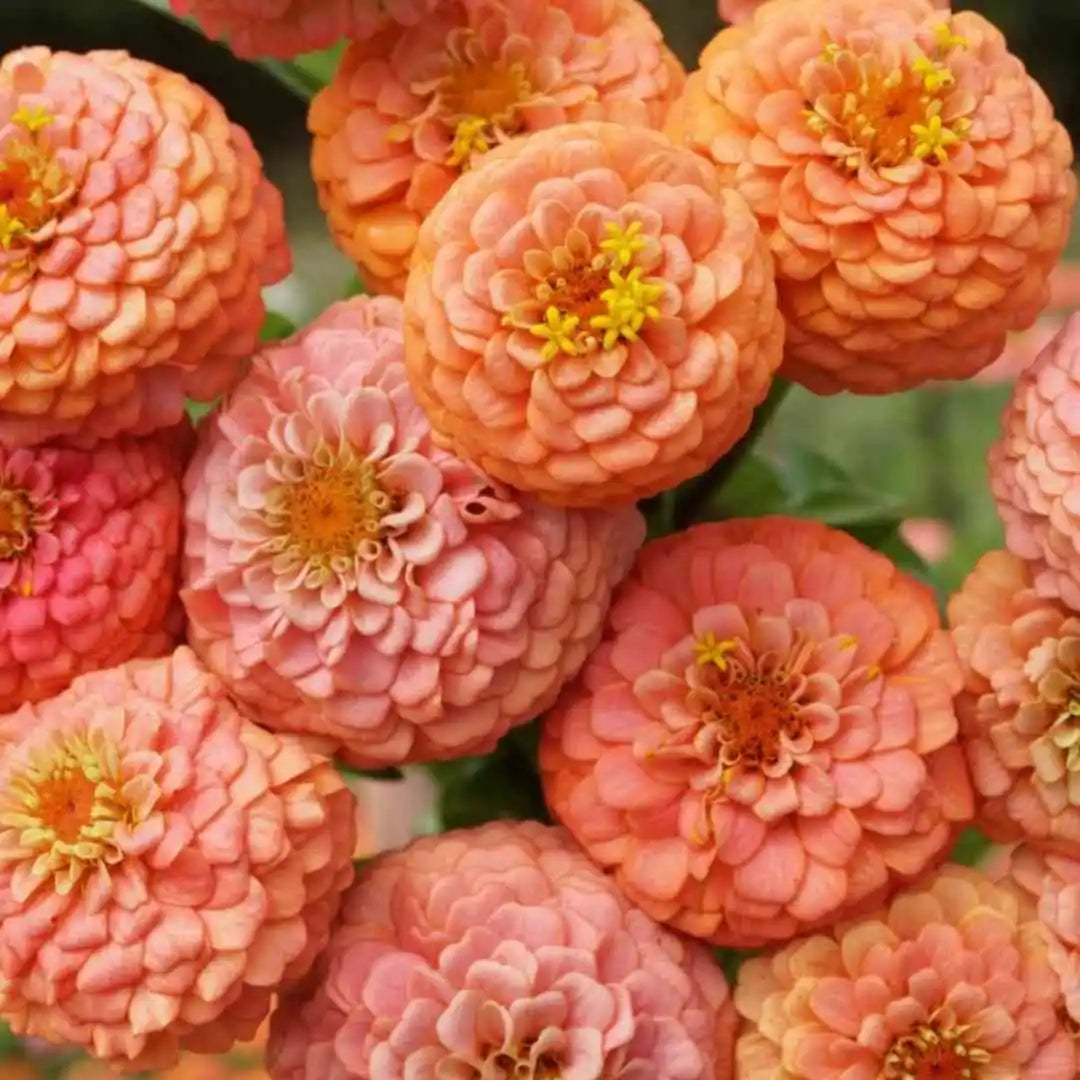 Zinnia Seeds - Oklahoma Salmon