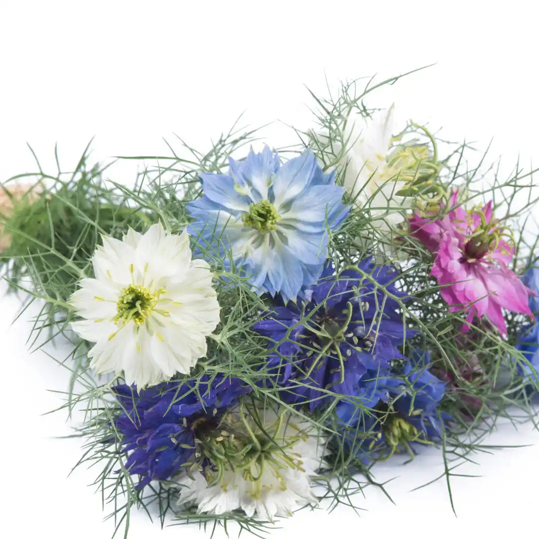 Nigella - Love in a Mist (Miss Jekyll Mix)