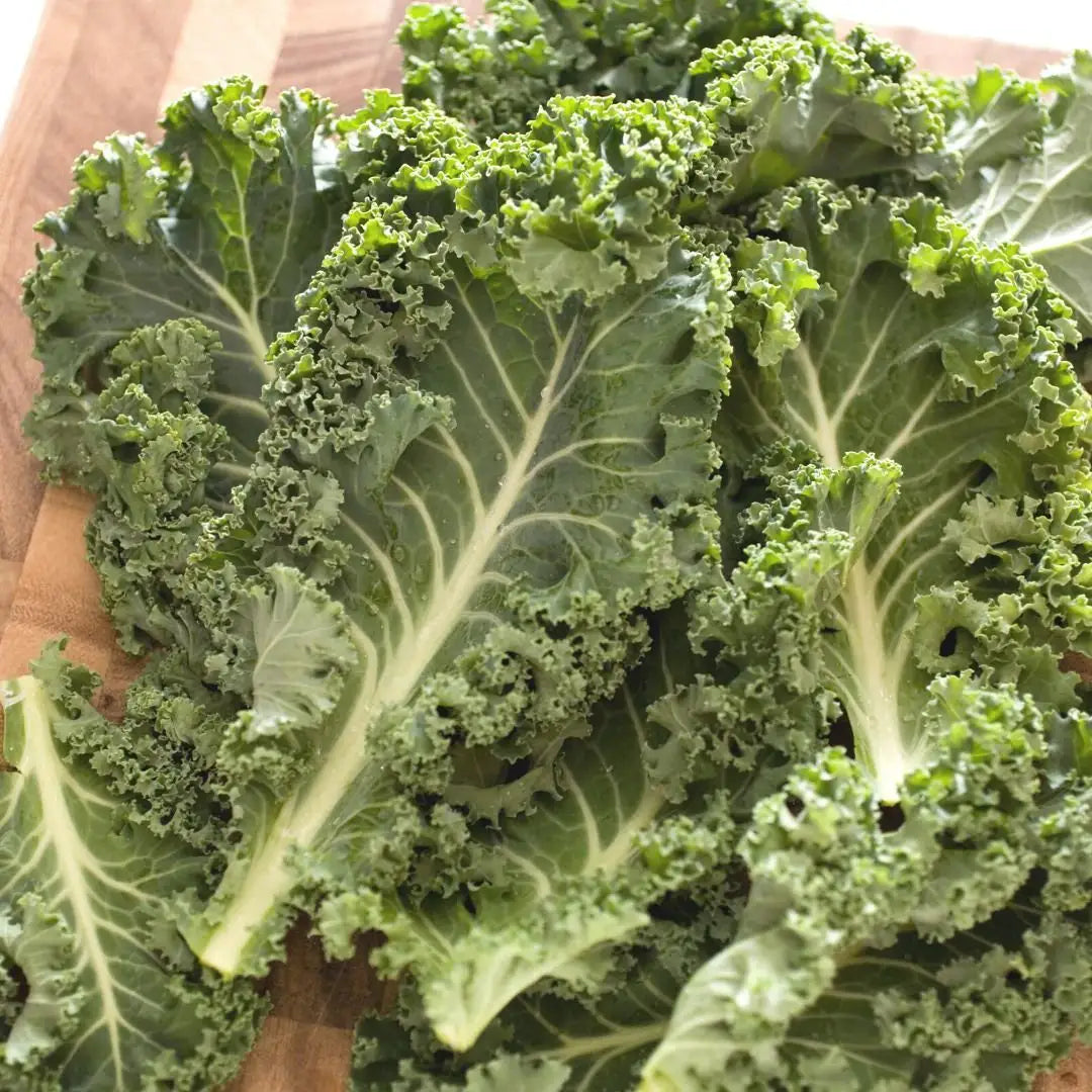 Dwarf Green Curled Kale - Circle Farms seeds