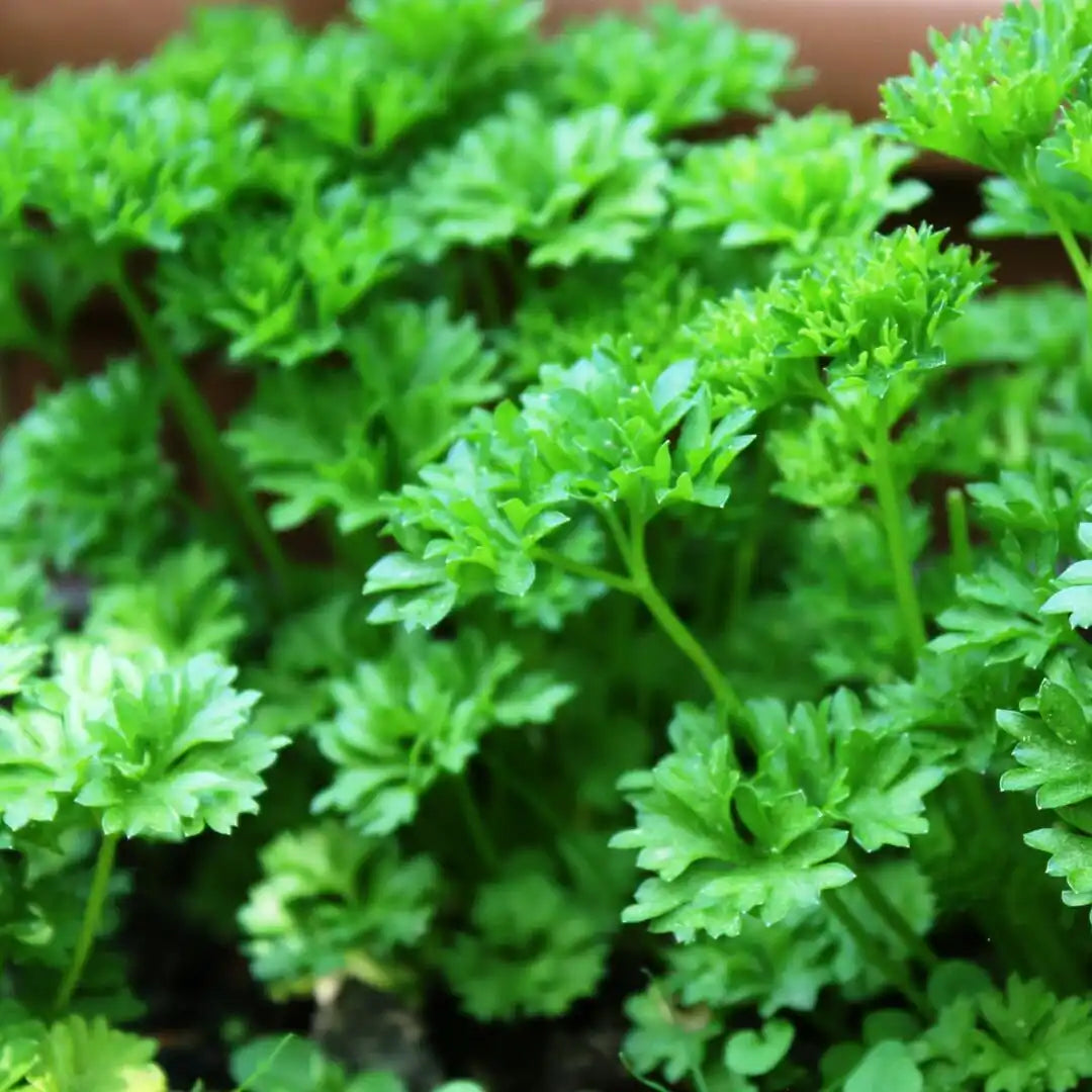 Parsley - Curly Forest Green