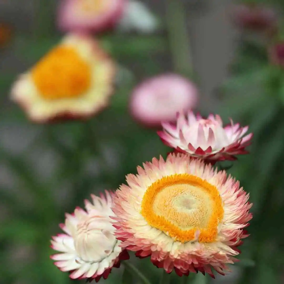 Strawflower Seeds - Seashells Mix