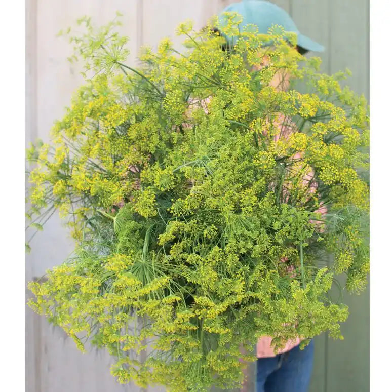 "Bouquet" Dill Seeds - Circle Farms seeds