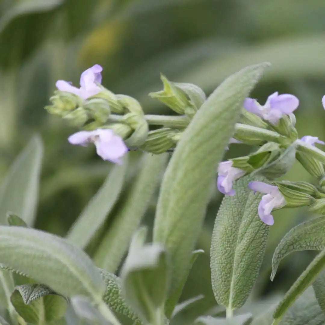 Sage Herb Seeds (Organic)
