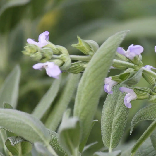Sage Herb Seeds (Organic)