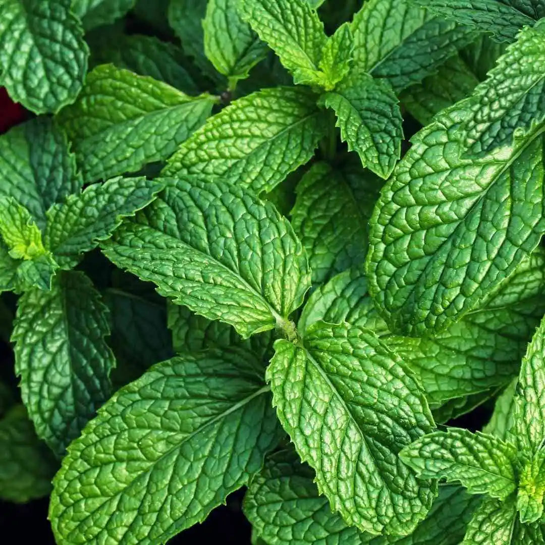 Spearmint