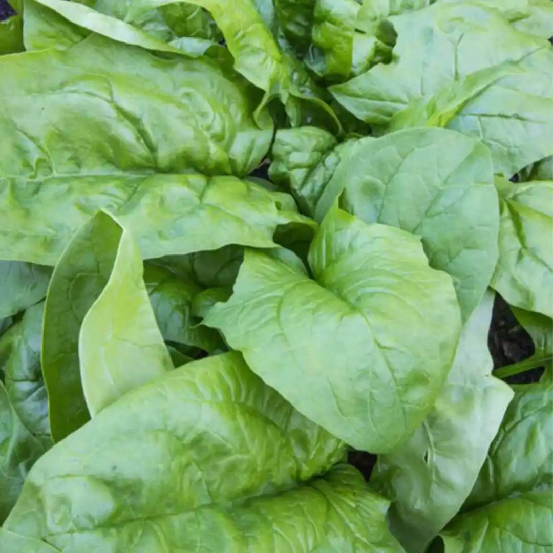 Spinach - Monstrueux de Viroflay