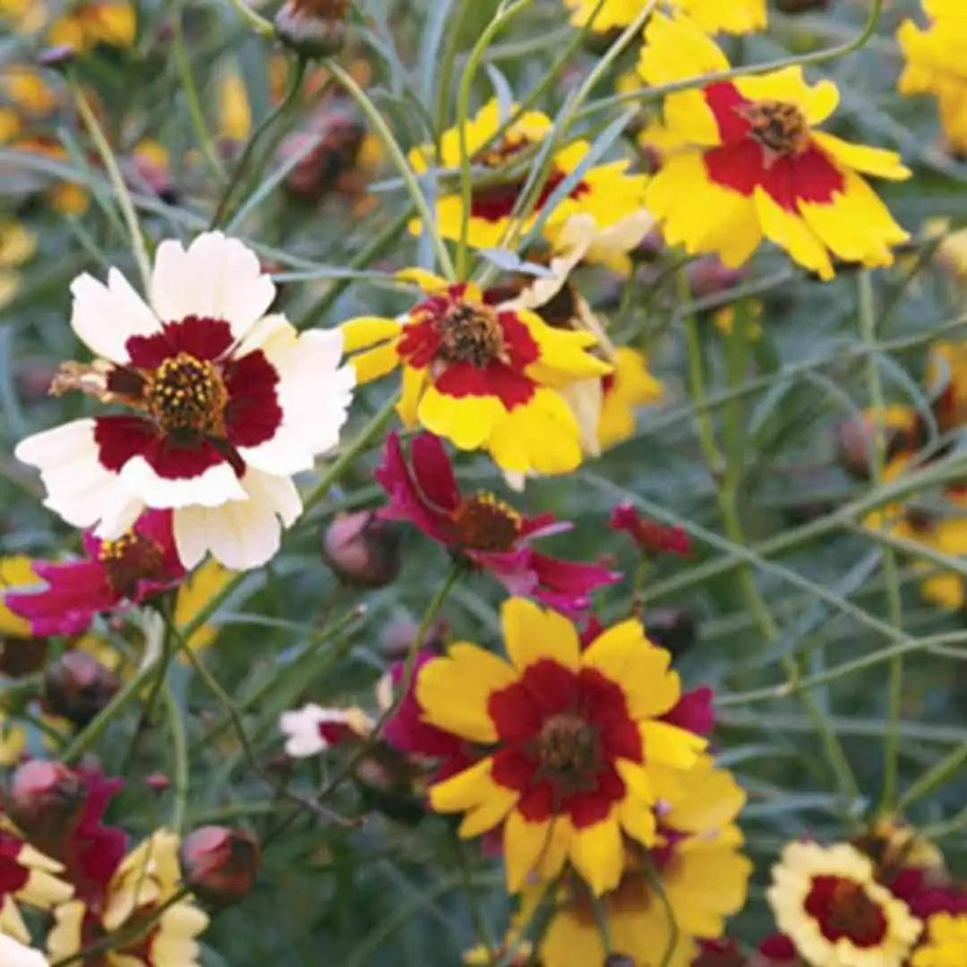 Coreopsis Tickseed - Incredible Mix