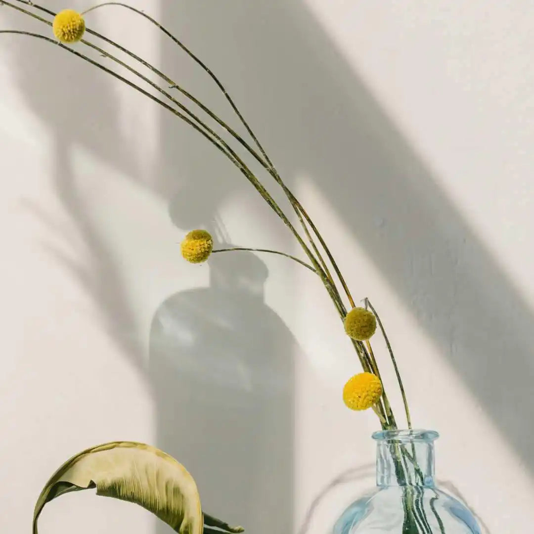 Billy Button - Sun Ball or Drumstick Flower