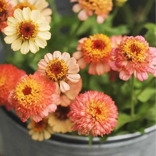 Zinnia Seeds - Zinderella Peach