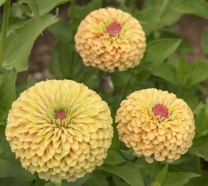 Zinnia Seeds - Queen Lime Blush