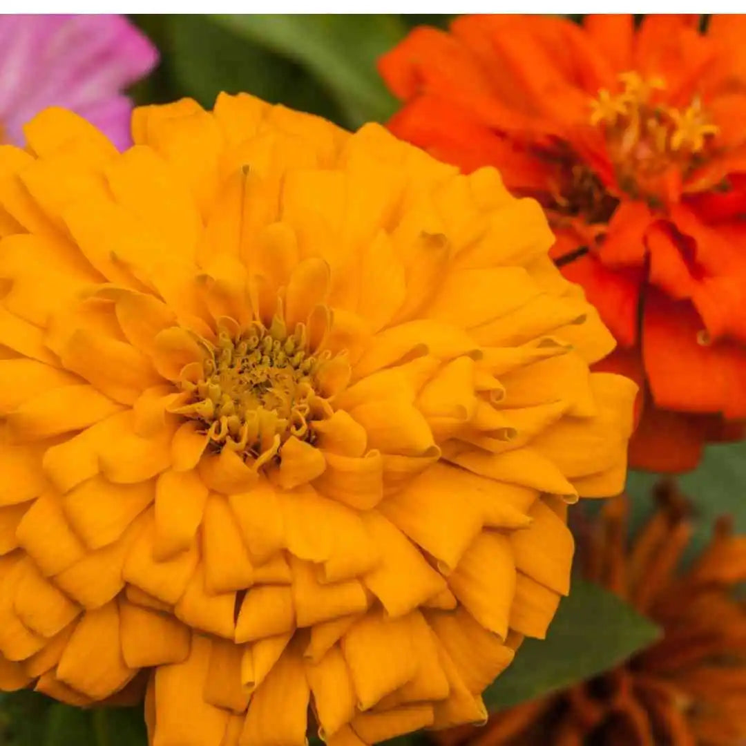 Zinnia Seeds - Giant Dahlia Mixed
