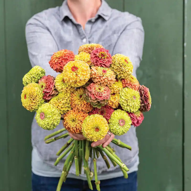Zinnia Seeds - Queeny Lime Mix