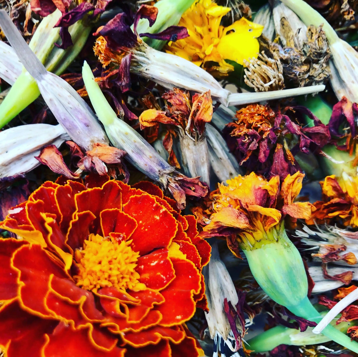 Marigold Seeds - Dwarf Mixed