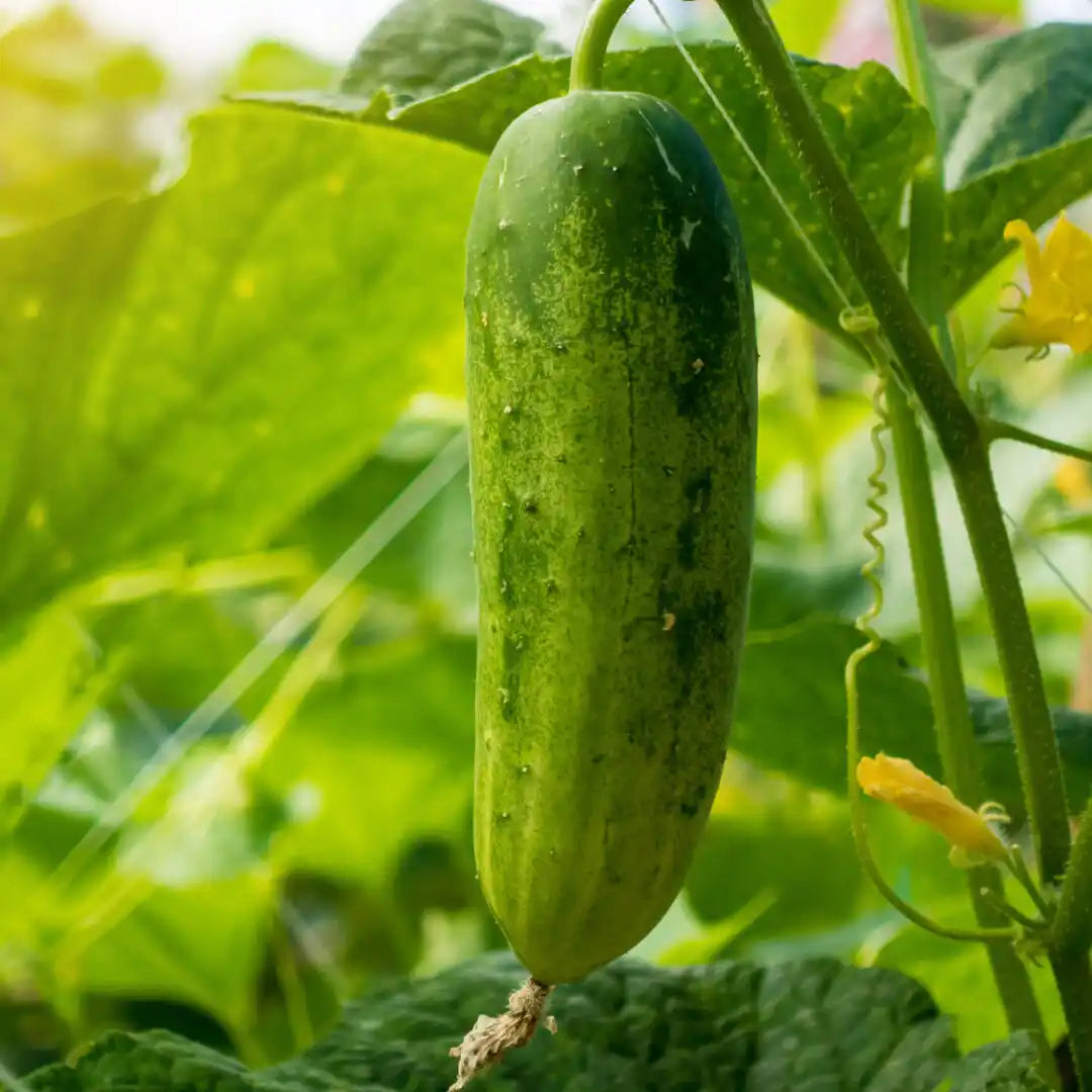 Cucumber - Homemade Pickling