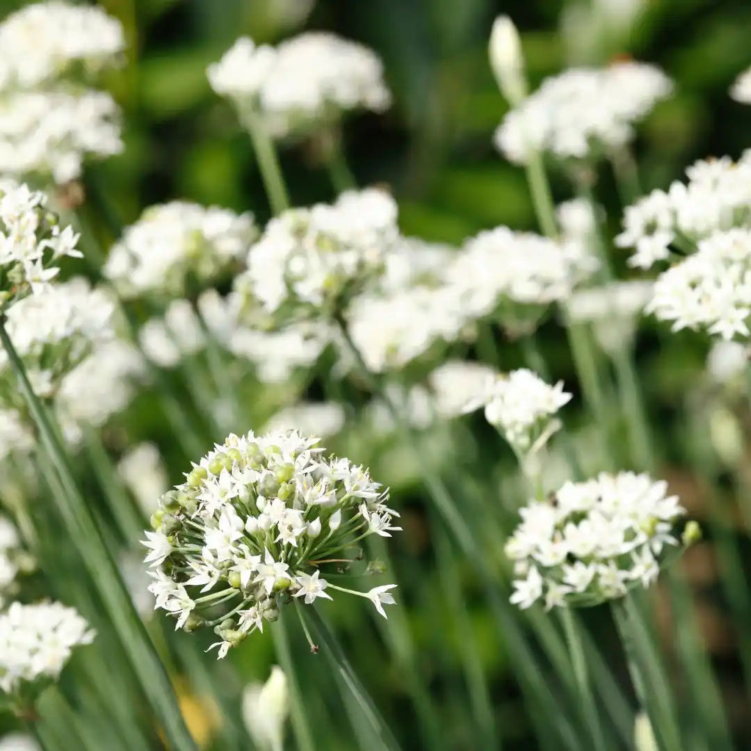 Chive Seeds - Garlic Chives