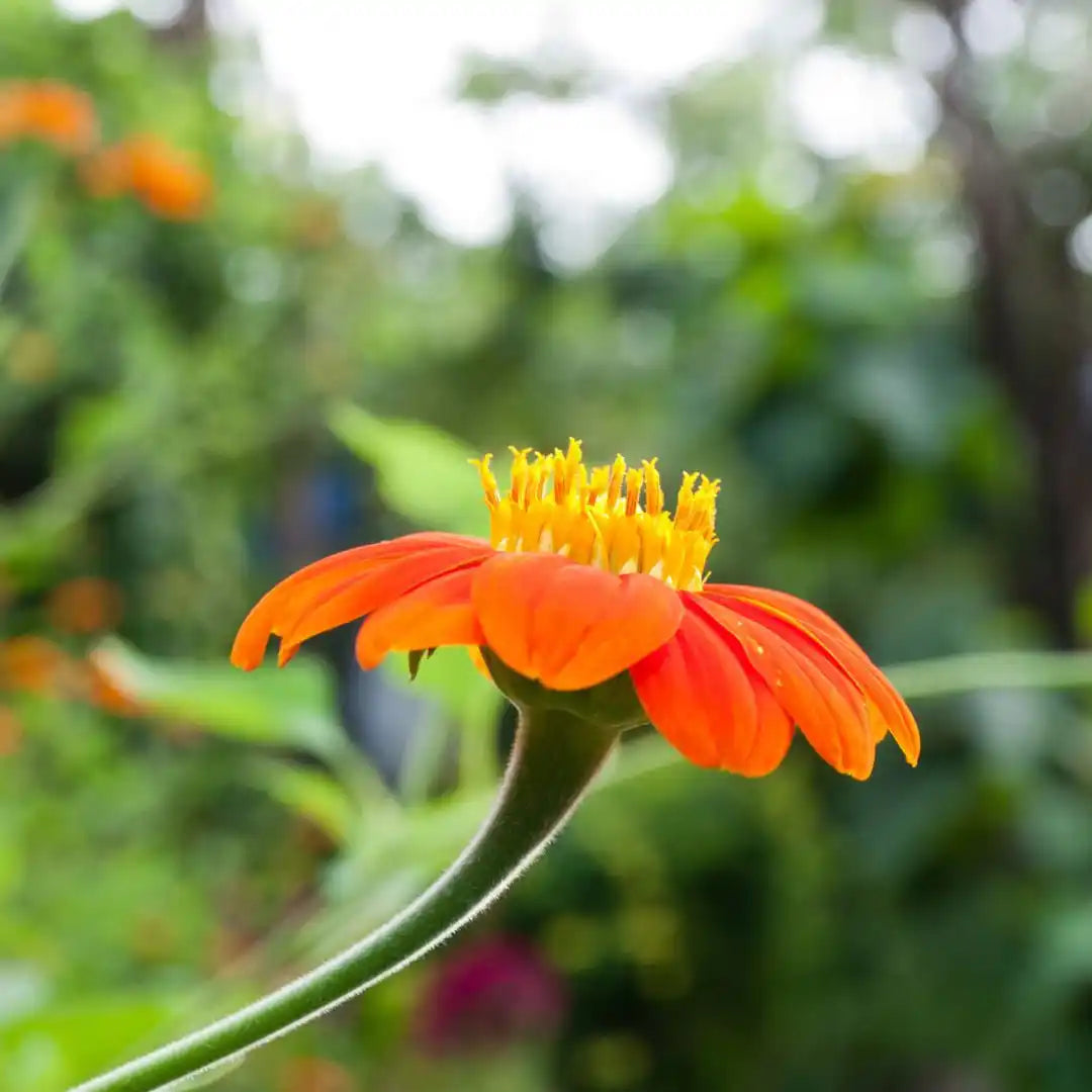 Sunflower Seeds - Mexican