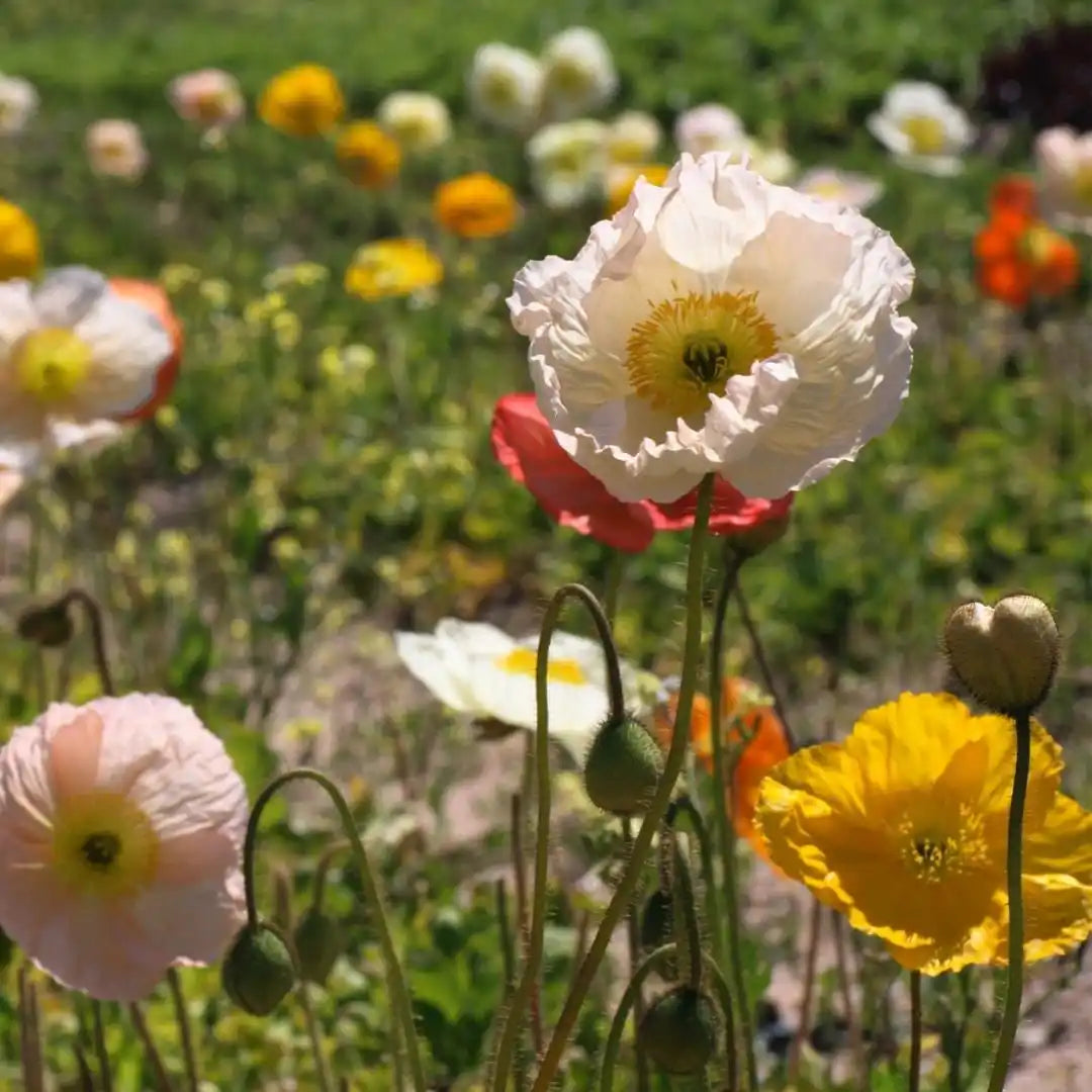 Poppy Seeds - Iceland