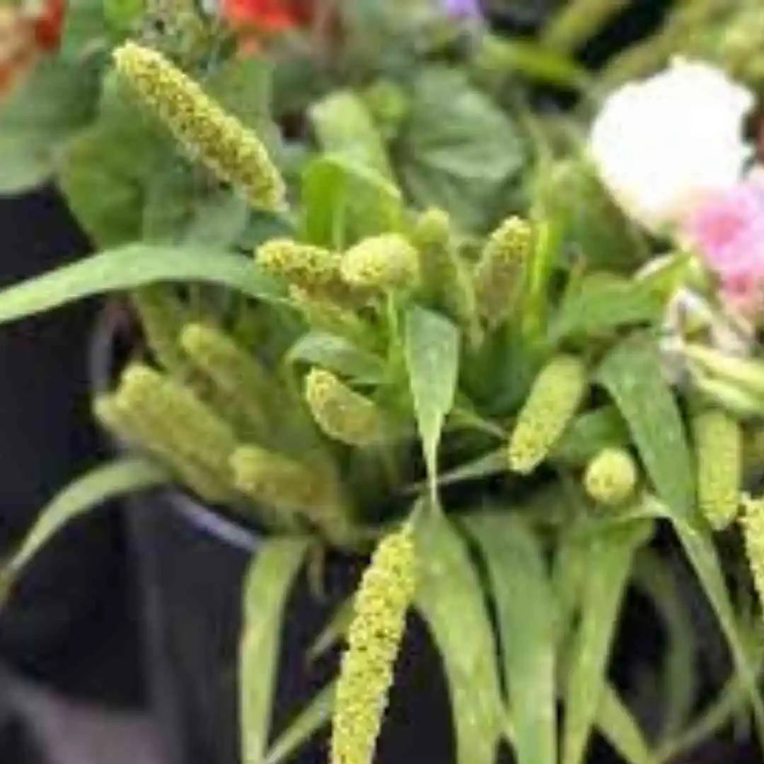 Ornamental Grass - Millet - Lime