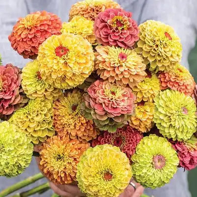 Zinnia Seeds - Queeny Lime Mix
