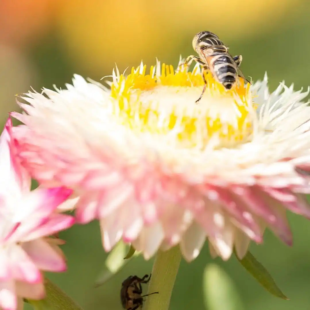 Strawflower Seeds - Seashells Mix