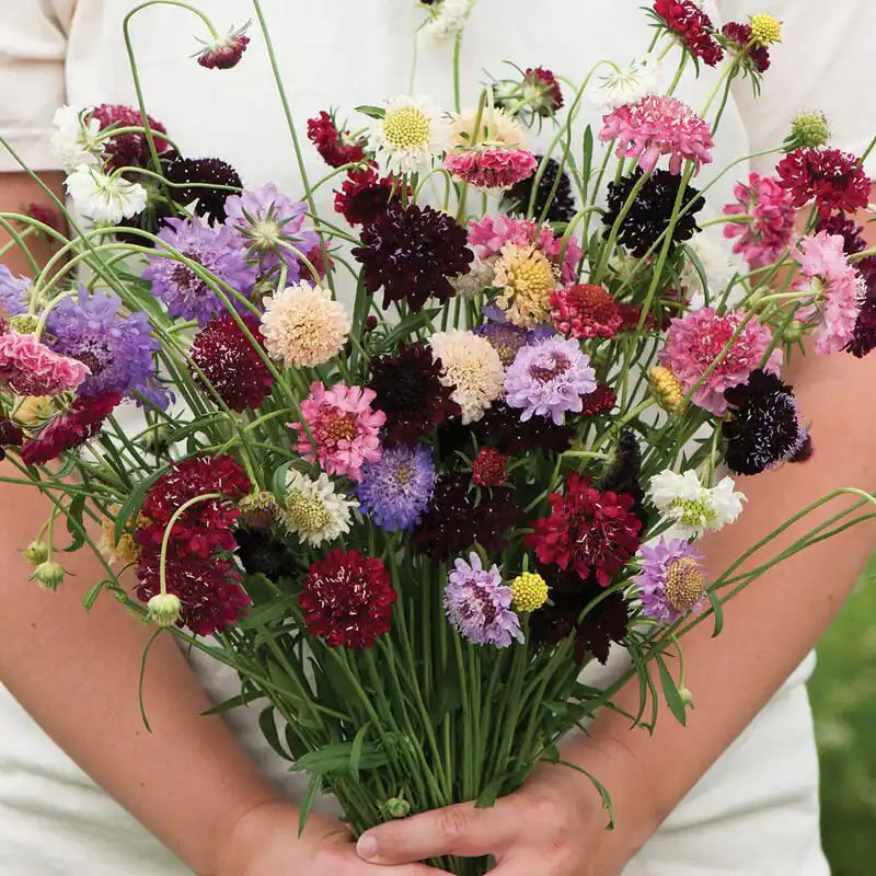 Scabiosa Seeds - Pincushion Formula Mix