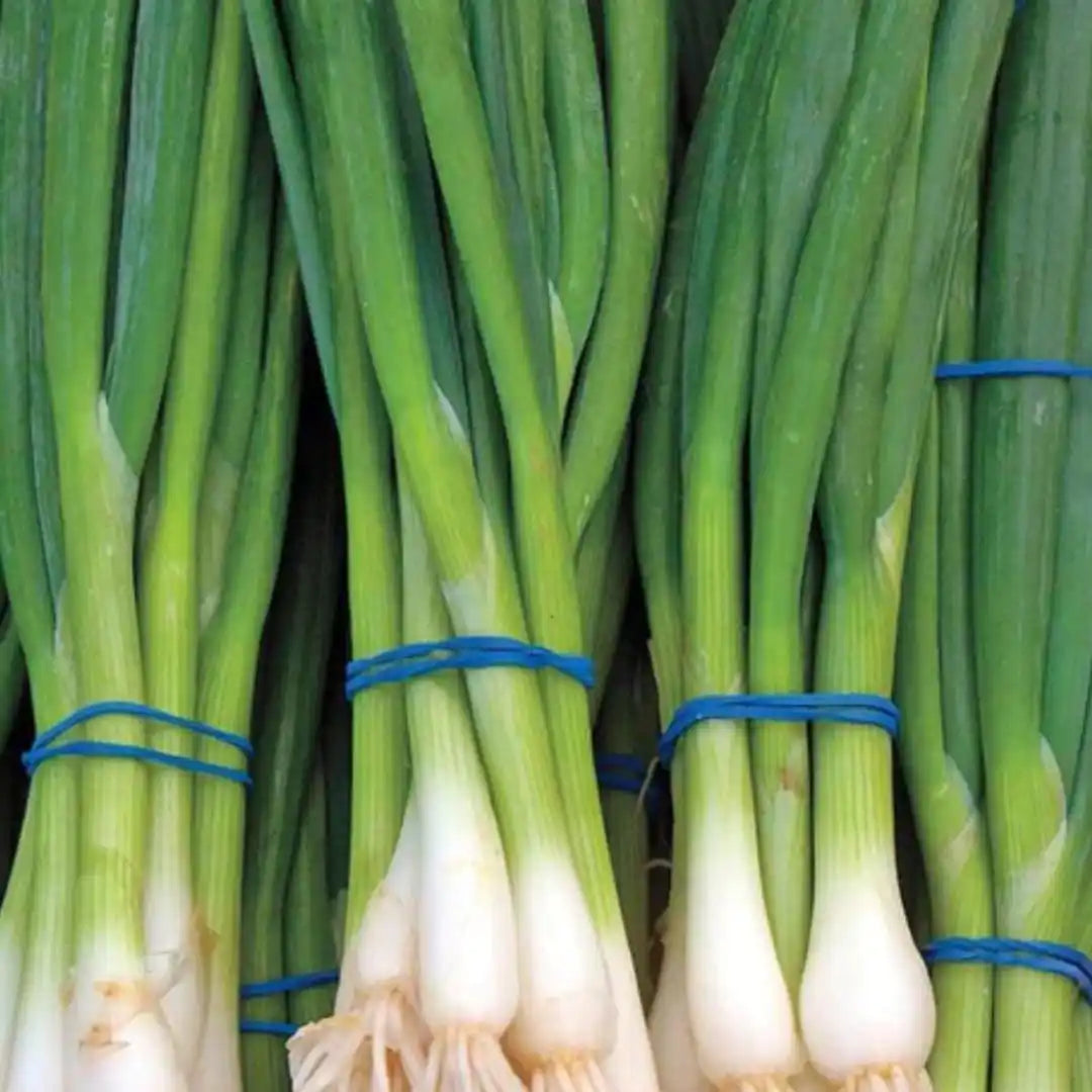 Green Onion Scallion Seeds - Evergreen Hardy White