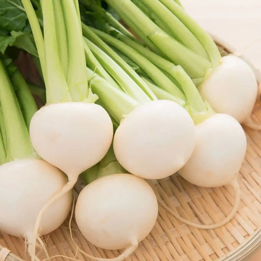 Turnip Seeds - White Hakurei