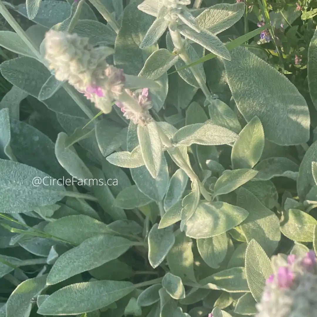 Lamb's Ear - Perennial