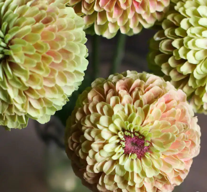 Zinnia Seeds - Queen Lime Blush