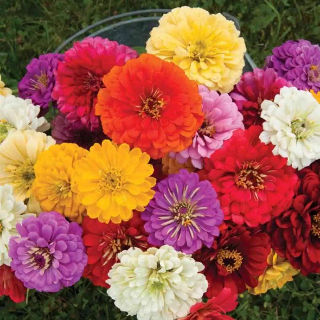 Zinnia Seeds - Giant Dahlia Mixed