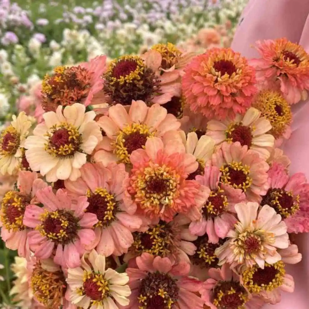 Zinnia Seeds - Zinderella Peach