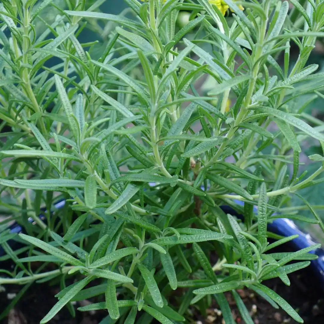 Rosemary