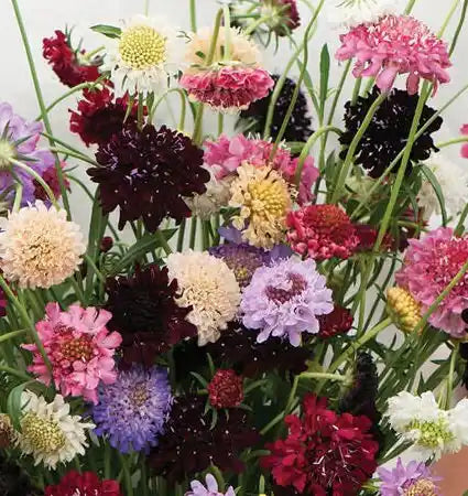 Scabiosa Seeds - Pincushion Formula Mix