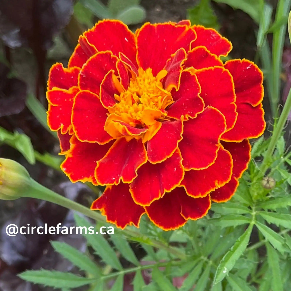 Marigold Seeds - Dwarf Mixed