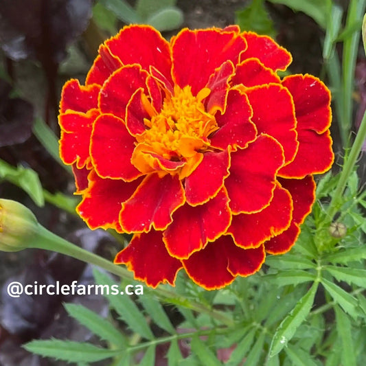 Marigold Seeds - Dwarf Mixed